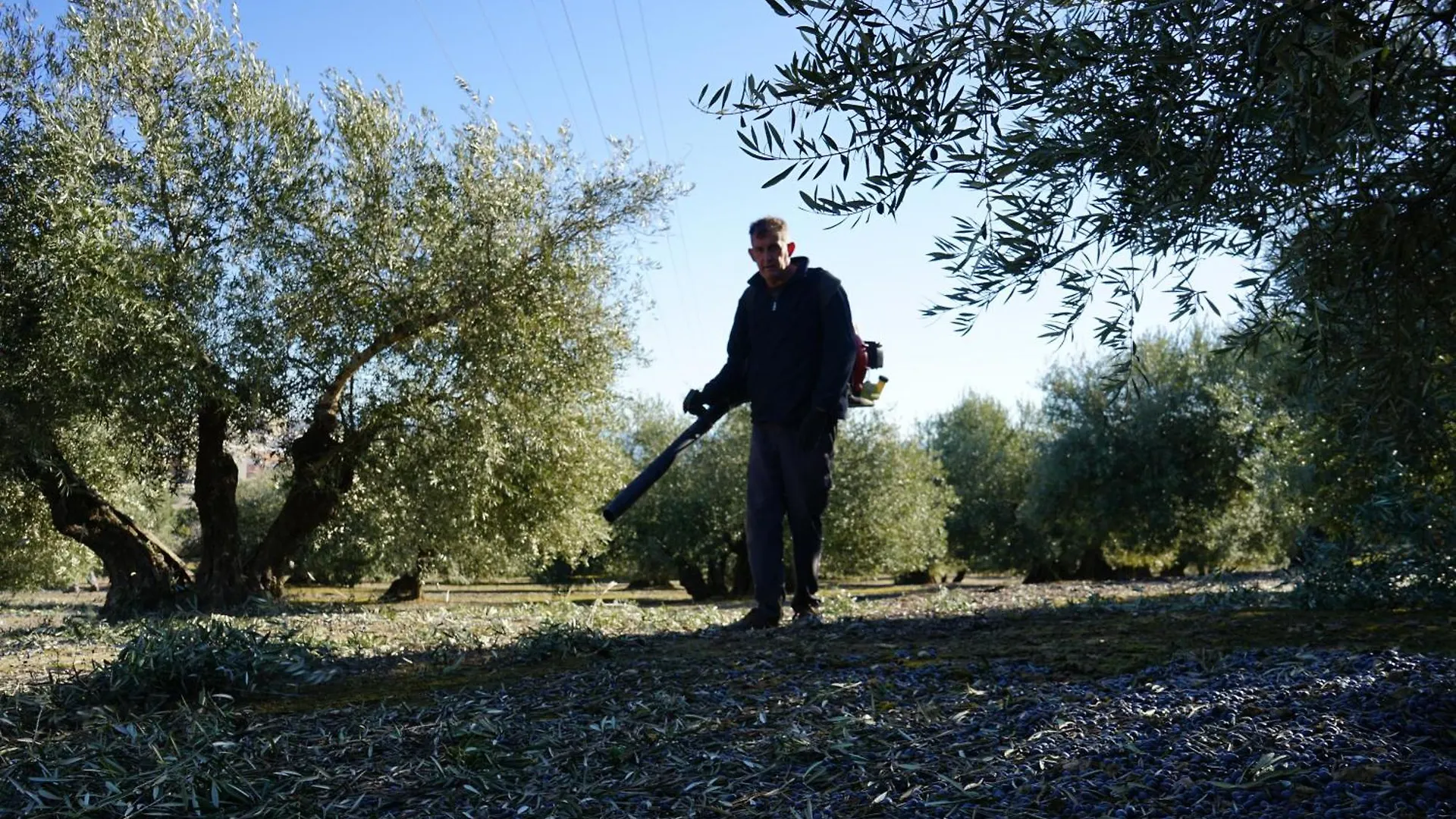 Olive Home Torreperogil