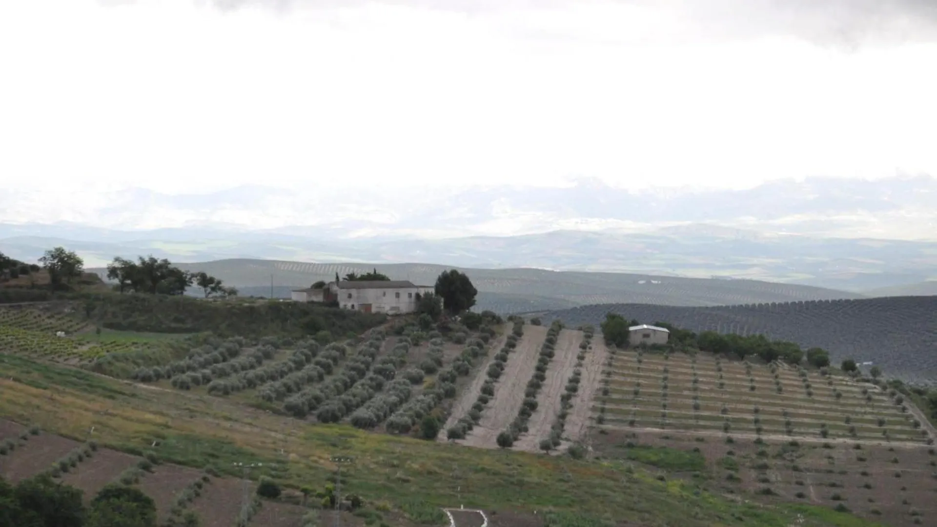Olive Home Torreperogil