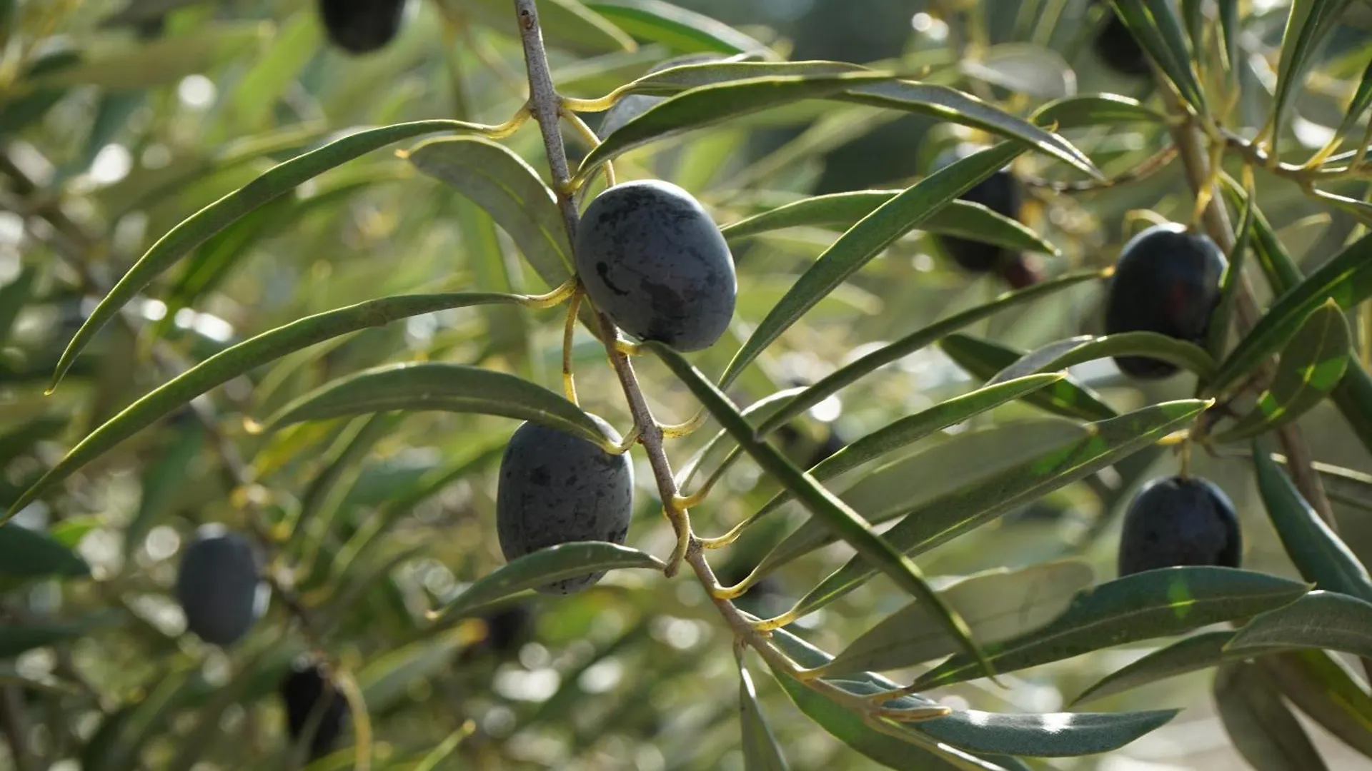 Olive Home Torreperogil Spain